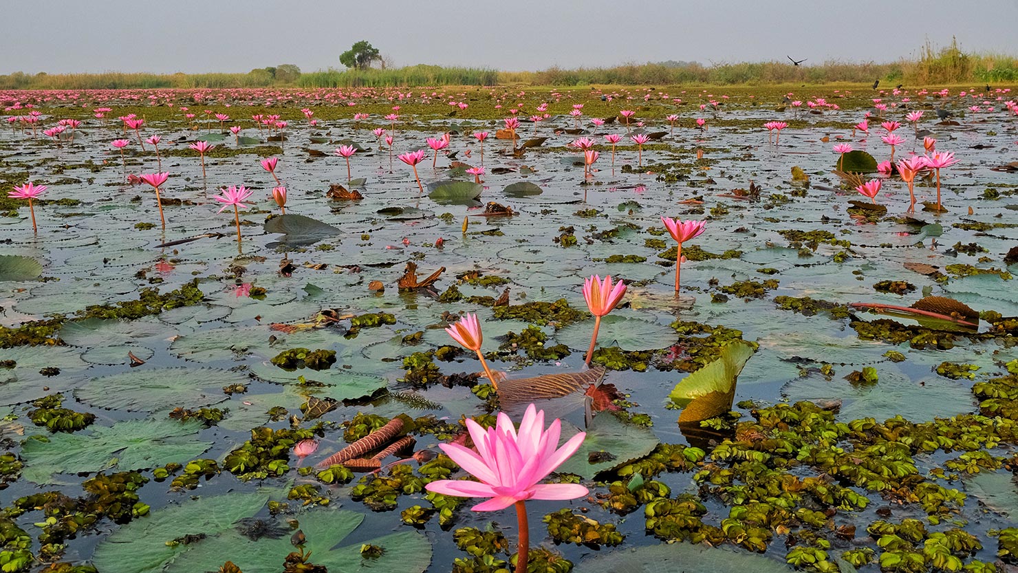 Vista of the Red Lotus Lake with gorgeous pink lilies
