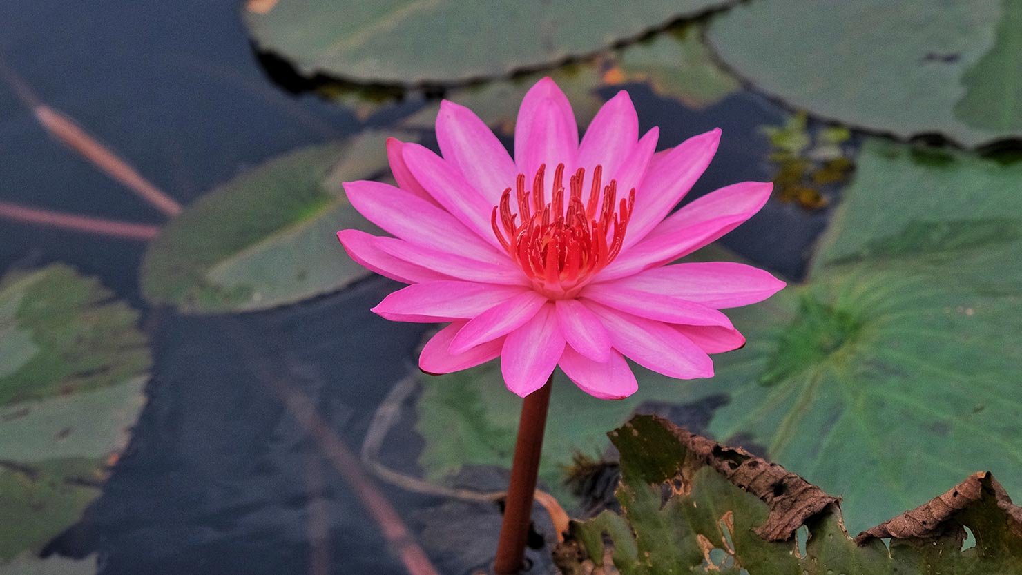 The lilies that bloom across Nong Han Kumphawapi Lake are often referred to as Lotus flowers, but in actuality they are water lilies