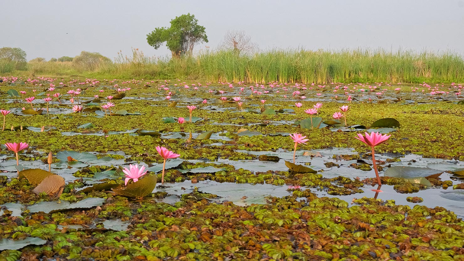 Dense, marshy vegetation floats on top of the lake in some areas