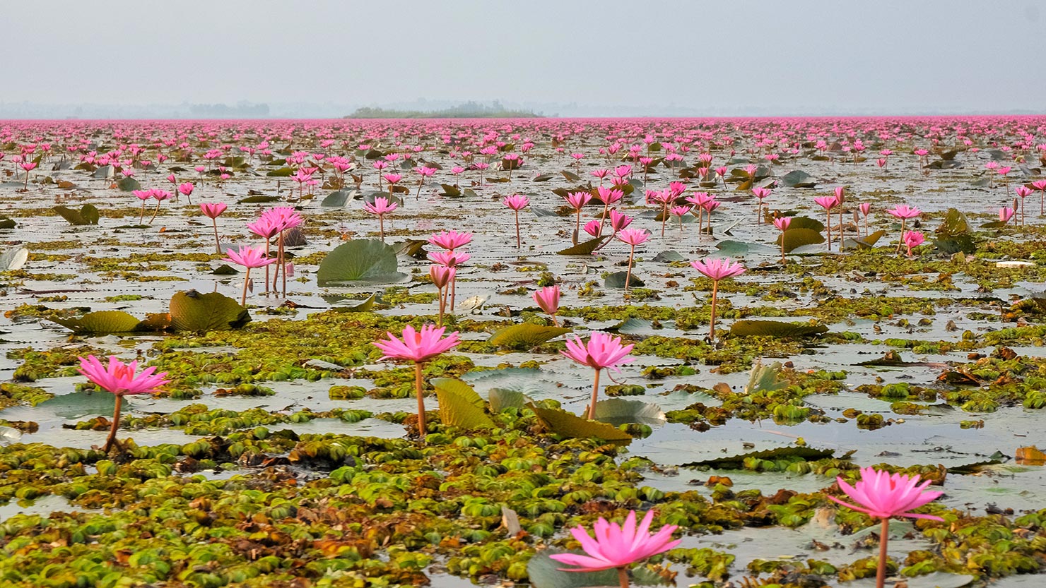 Pink lilies carpet the Red Lotus Lake as far as the eye can see
