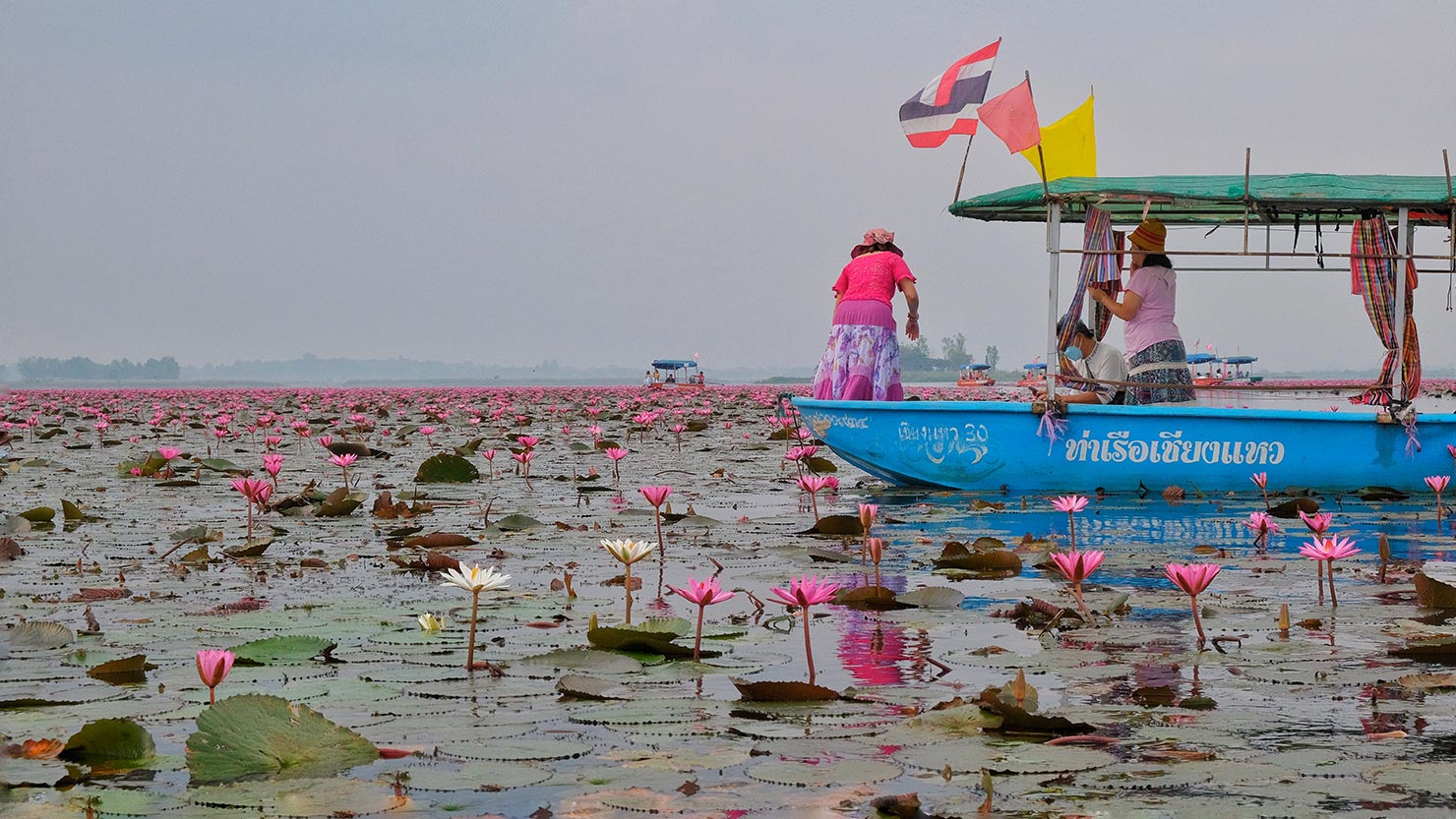 Passengers get up close with the pink lilies that bloom on Talay Bua Daeng during the winter months