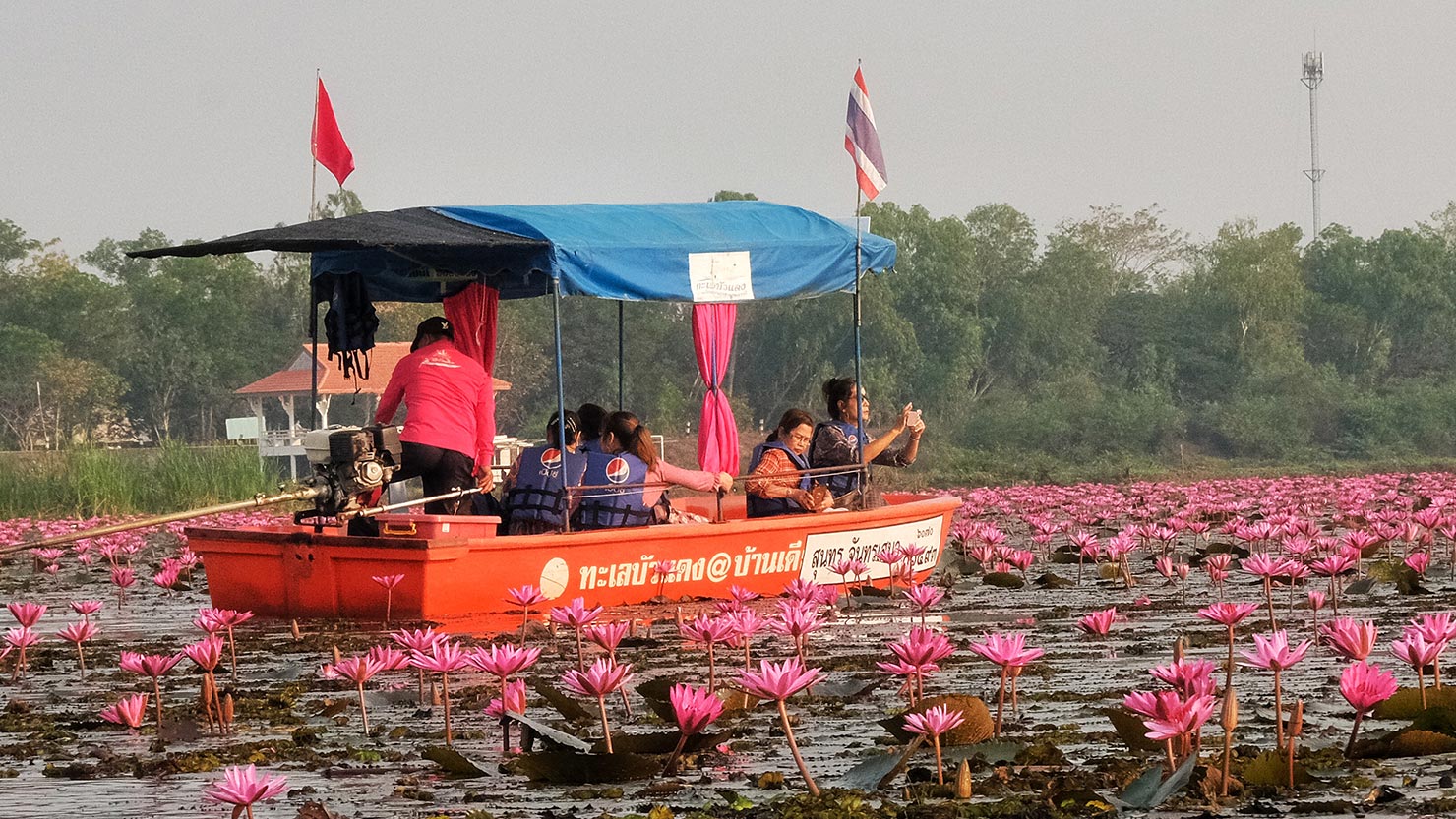 Tour boat drifts through the lilies that carpet Talay Bua Daeng (Red Lotus Lake) in Udon Thani Thailand