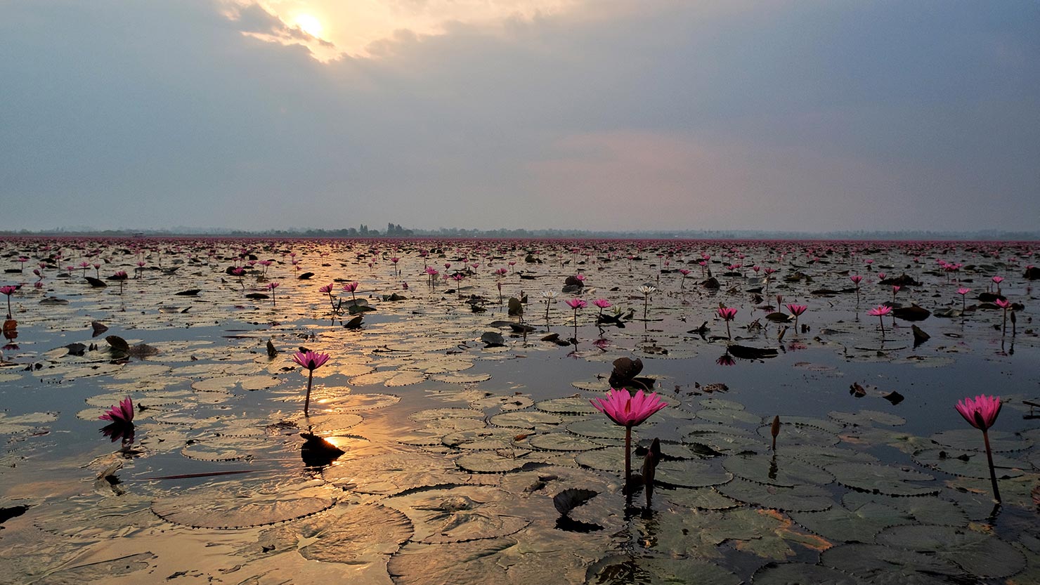 The sun emerges from a cloud bank at dawn, illuminating the lilies at Nong Han Lake in Udon Thani Thailand