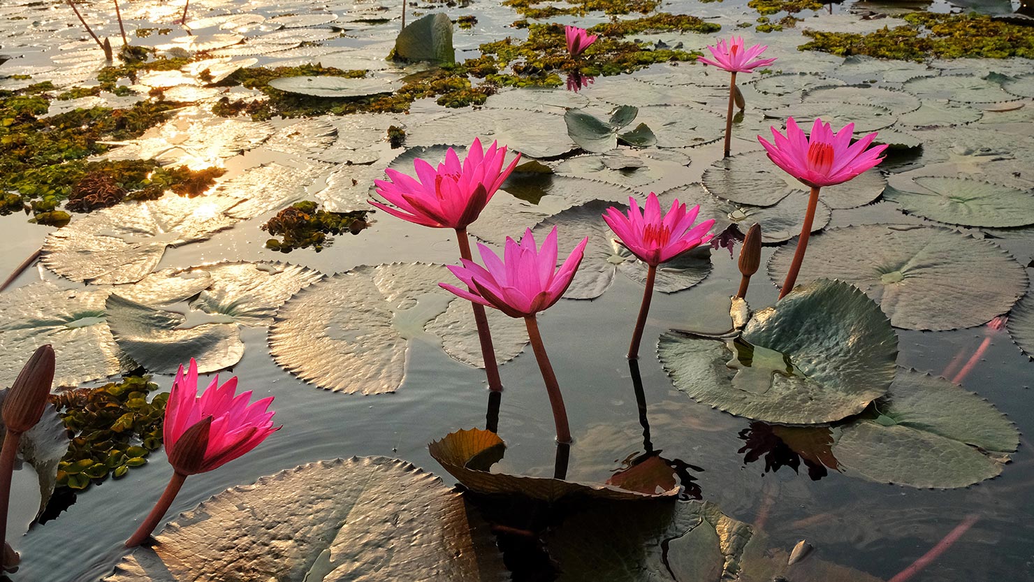 Red Lotus Lake in Udon Thani Thailand during the golden hour just after sunrise