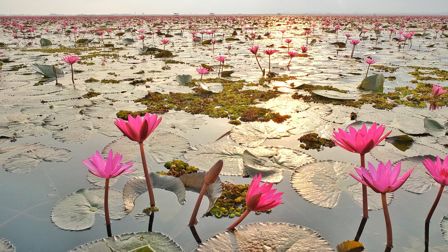 Lilies at Red Lotus Lake in Udon Thani Thailand during the golden hour just after sunrise