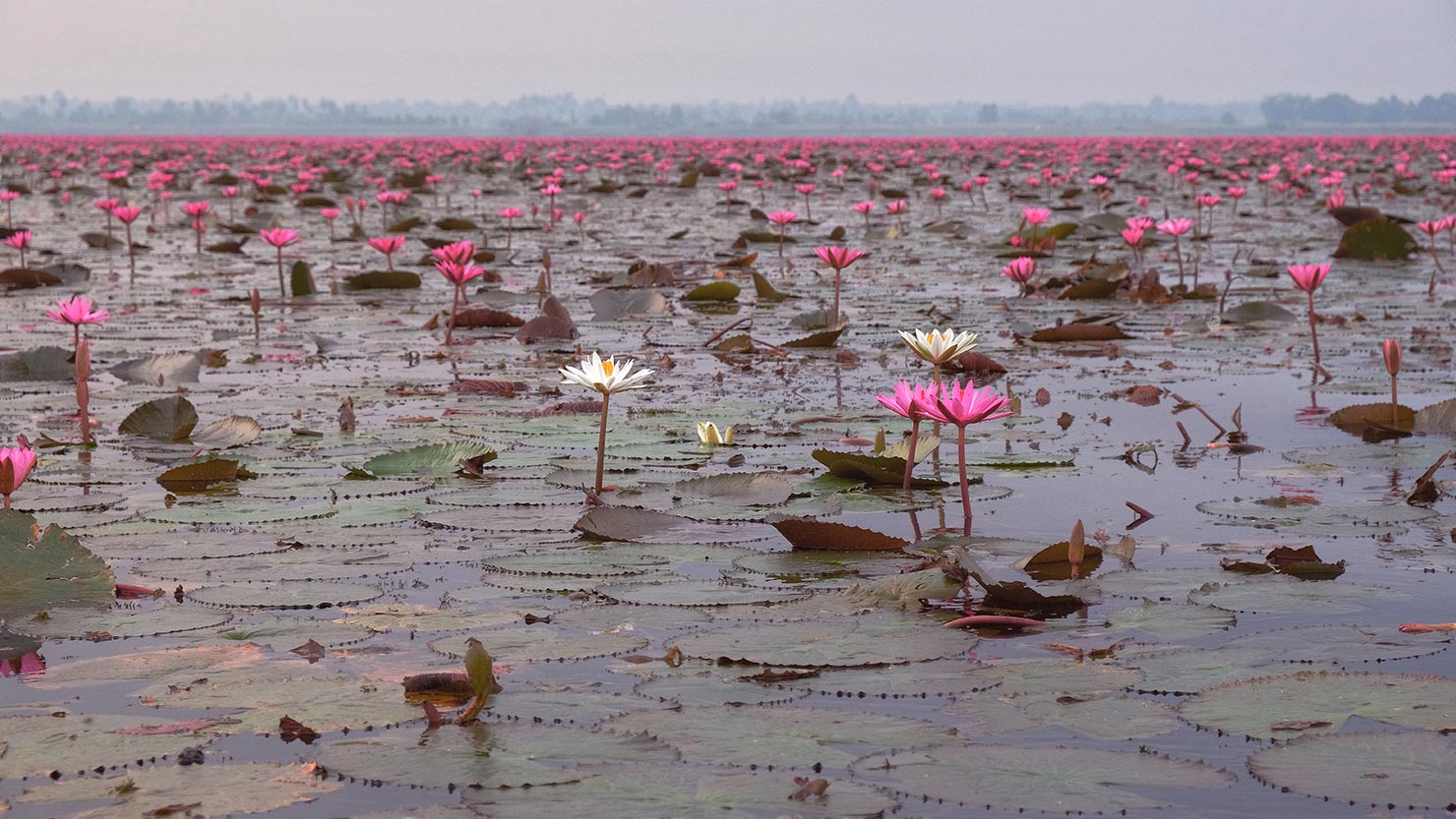 Most of the lilies at Red Lotus Lake are pink, but an occasional white flower makes an appearance