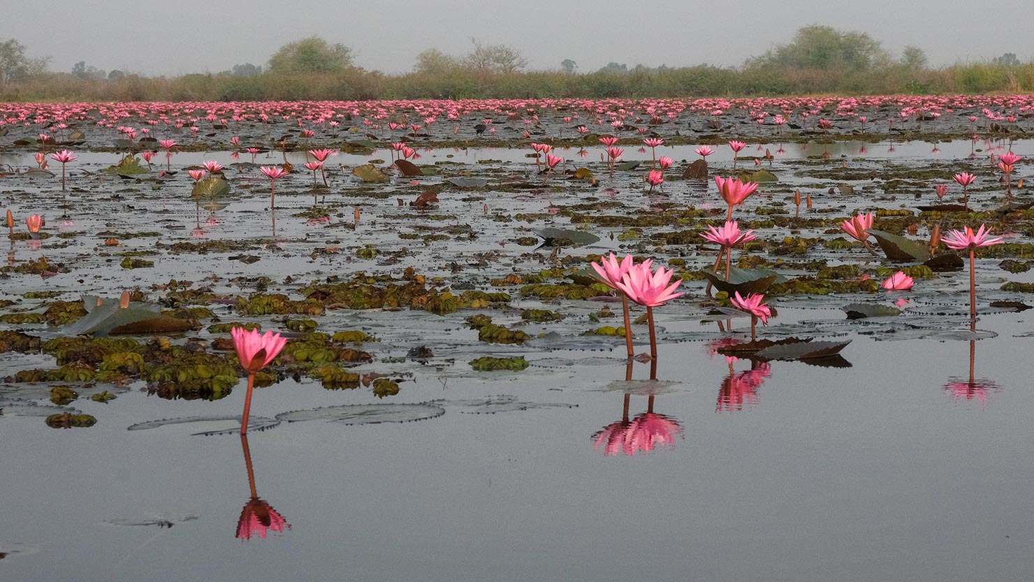Lilies that carpet Nong Han Lake begin to open shortly after sunrise