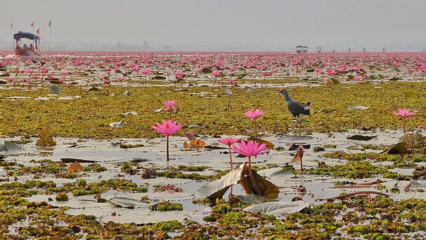 Grey-headed Swamphen balances on the dense vegetation floating on Red Lotus Lake