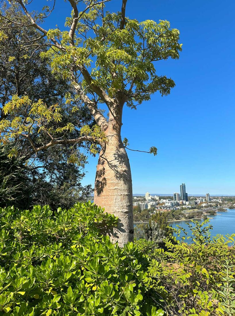 Boab Tree in Kings Park towers frames a view of Perth's skyline