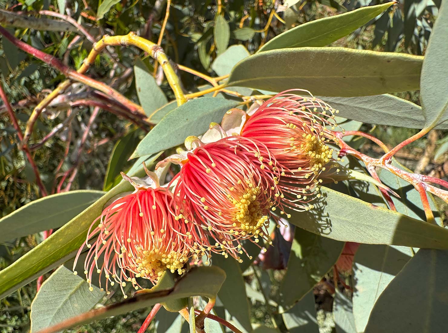 Unique flowers in bloom at Kings Park in Perth Australia