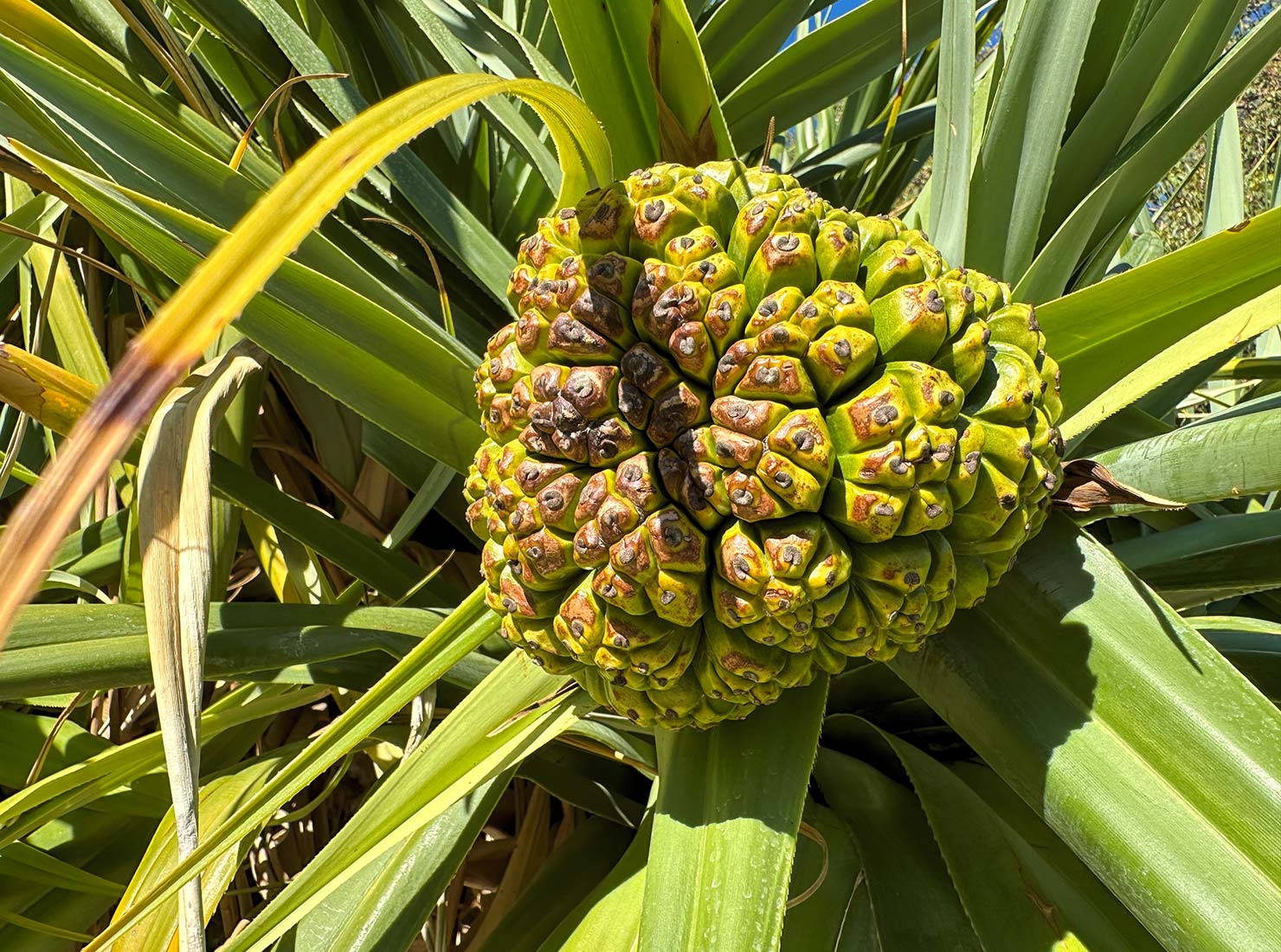 Fruit of the Pandanus Palm in Kings Park in Perth Australia