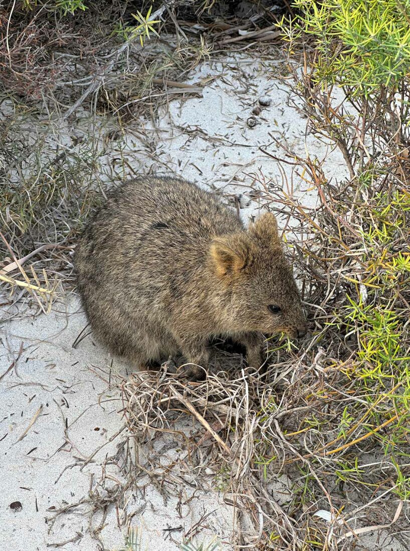 A quokka feeds on the island's scrub vegetation
