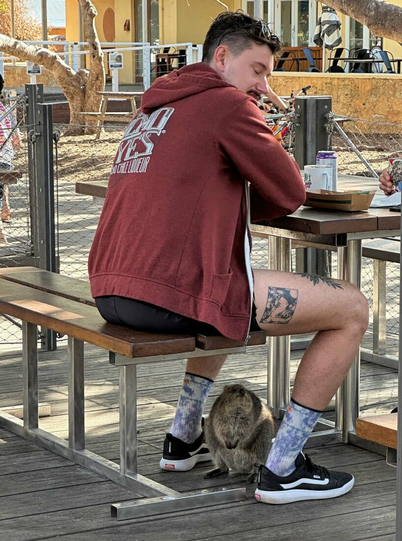 Quokkas on Rottnest Island hop around the deck of the island cafe, hoping to find crumbs
