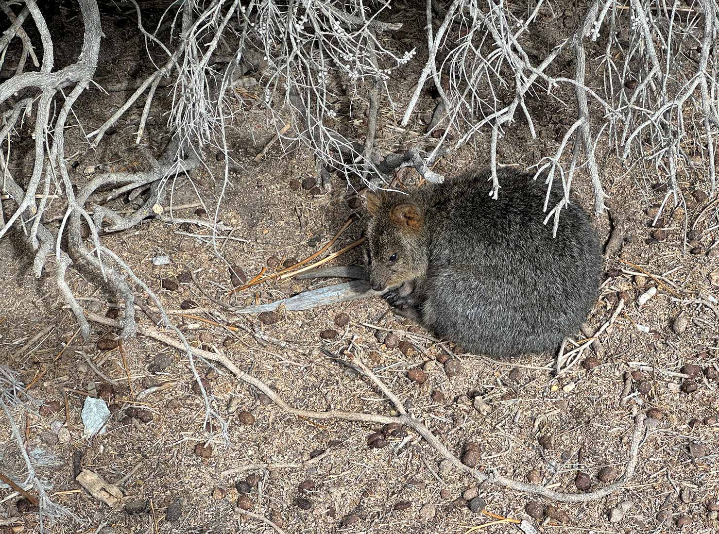 This Quokka on Rottnest Island was about to take a nap