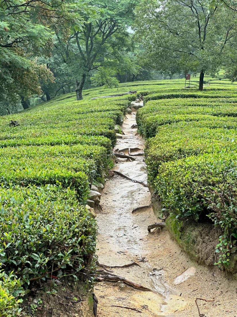 Walking through the endless rows of tea plants at Himalayan Brew Tea Garden is one of the best things to see and do in Dharamshala