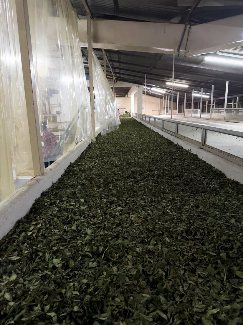 Withering the tea leaves to remove excess moisture during my tour of the factory at Dharmsala Tea Company