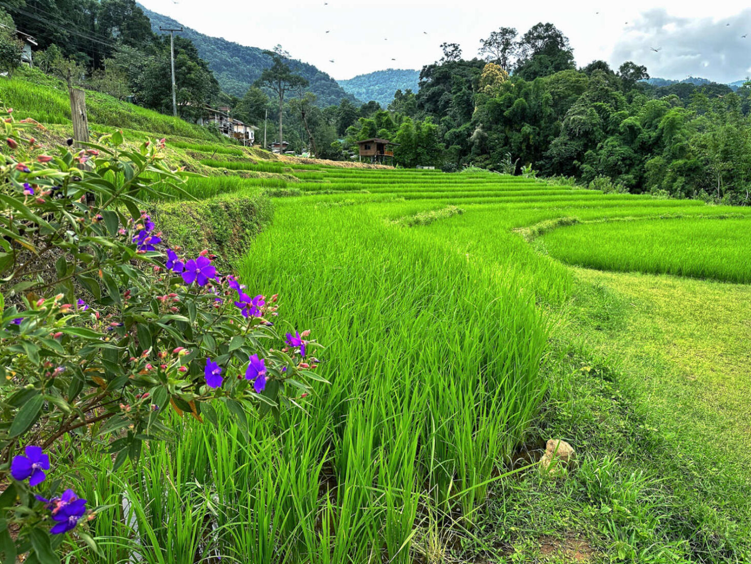 Thailand Doi Inthanon Mae Klang Luang rice terraces