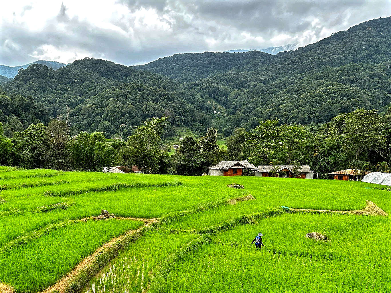 Thailand Doi Inthanon Mae Klang Luang summer rice fields