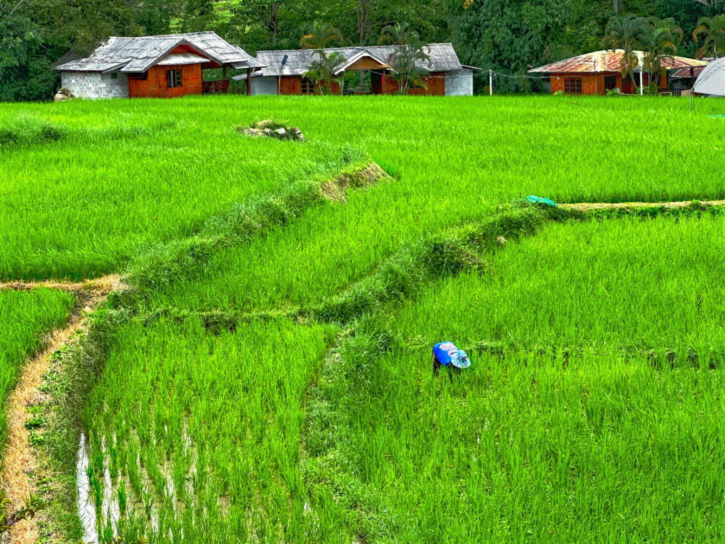 Workers in the fields at Doi Inthanon Mae Klang Luang rice terraces