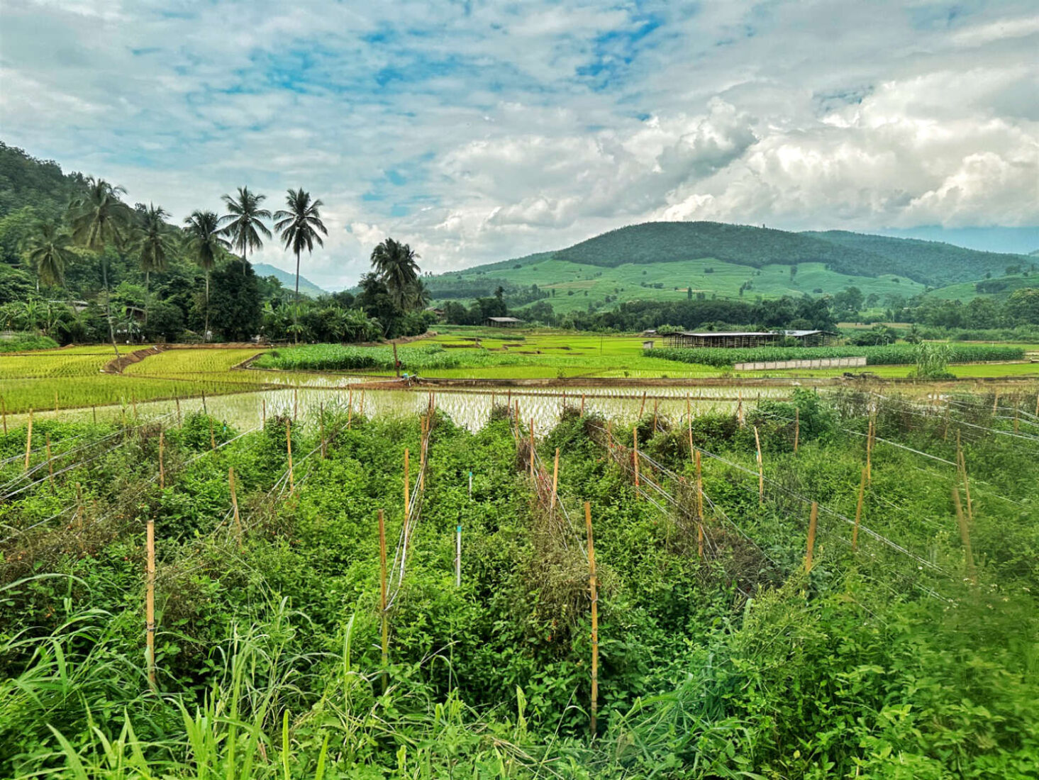 View over fields and rice terraces in Mae Chaem Thailand