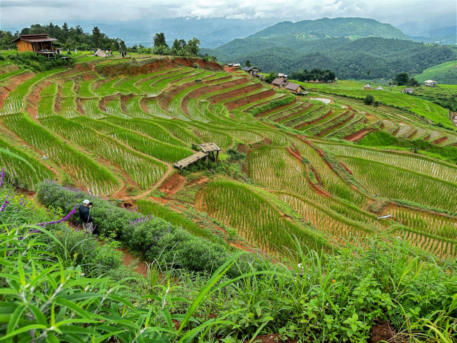 The lush Pa Pong Piang rice terraces near Mae Chaem Thailand