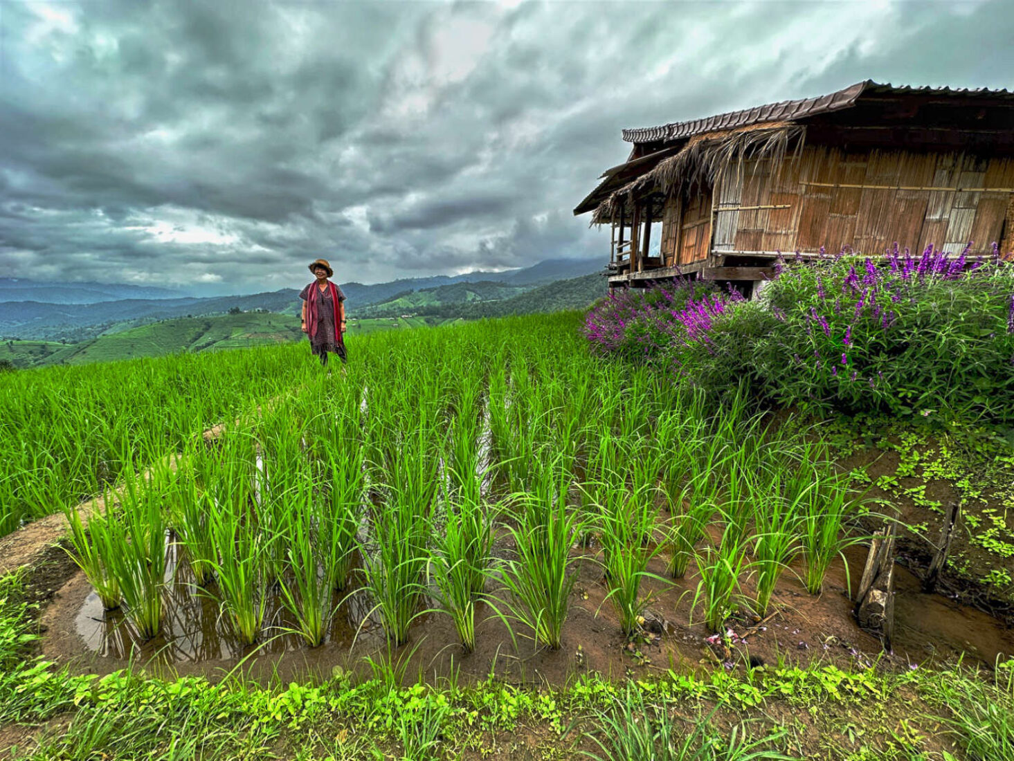 Lush Pa Pong Piang rice fields in the rural areas of the Doi Inthanon mountains in Thailand