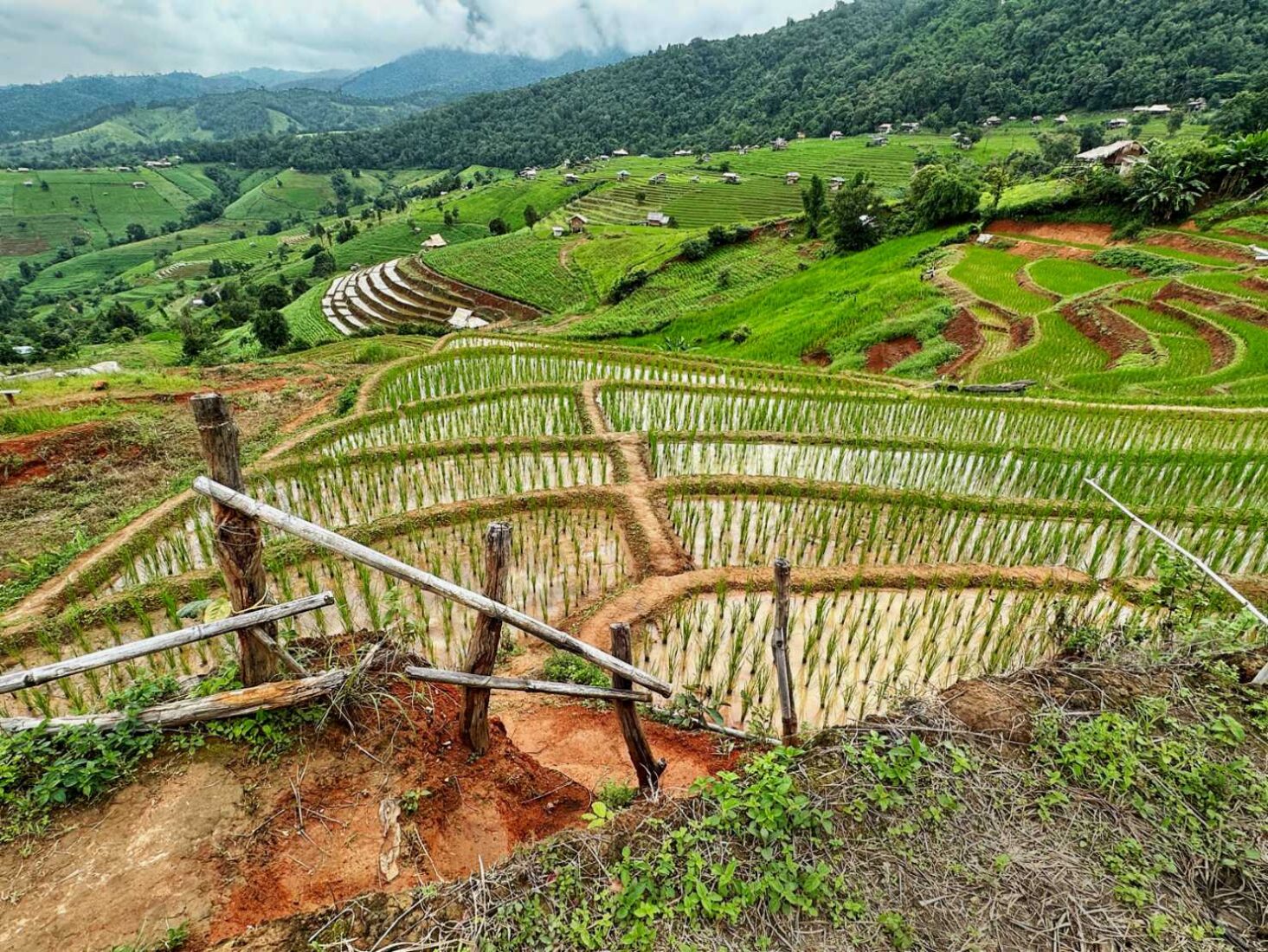 Pa Pong Piang rice terraces cascade down the hillsides in the Doi Inthanon mountains in Thailand